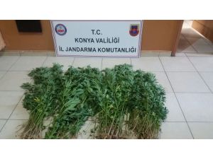 Jandarmadan uyuşturucu operasyonu