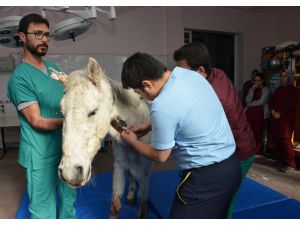 Silahla Vurularak Yaralanan At, Selçuk Üniversitesinde Rehabilite Ediliyor