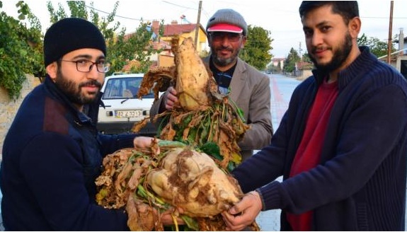 Bu da dev pancar! Bakın pancar kaç kg geldi!