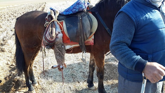 Cihanbeyli'de tüfeksiz olarak at ve tazı ile av yapanlara ceza!