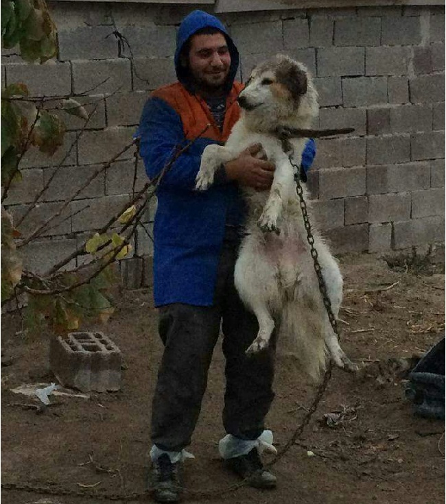 Eskil'de şaka gibi olay! Hırsızlara karşı bağlı köpeği hırsızlar çaldı