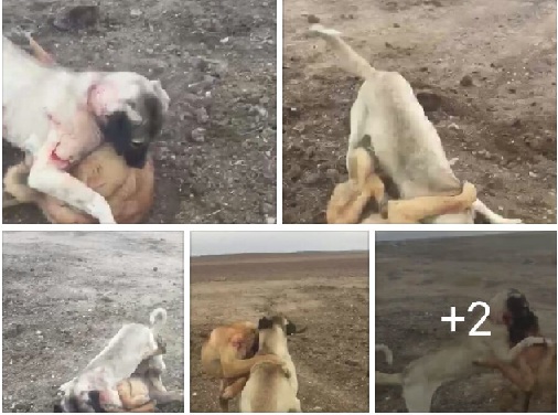 Köpekleri bu şekilde dövüştürenler 2 aydan 2 yıla kadar hapisle cezalandırılacak