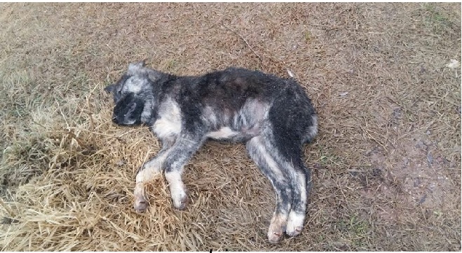 Siz insan mısınız! Aksaray'da gebe ve yavru köpekleri katlettiler