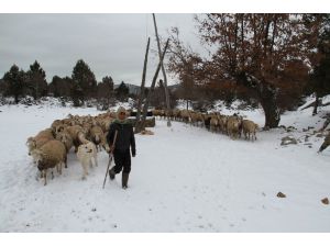 Koyun sürülerinin kar üzerinde su yolculuğu