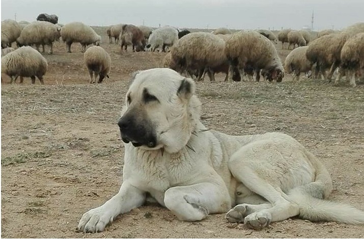 Hırsızlıkta son nokta, çoban köpeğini çaldılar