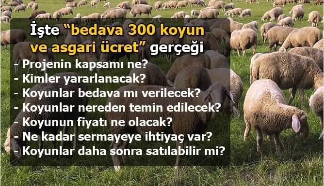 İşte '300 koyun ve asgari ücret' şartları