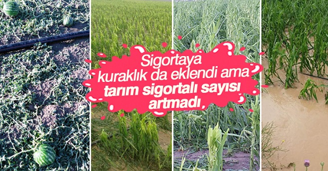 Tarım sigortalı sayısı artmadı