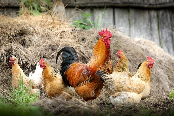 Fransa'dan radikal karar! Kafeste yaşayan tavuğun yumurtası yasaklanıyor!