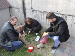 Belgemen, "Sokak Hayvanlarına Sahip Çıkmalıyız"