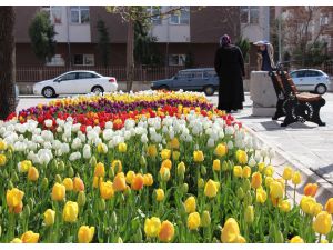 Seydişehir laleler rengarenk açtı