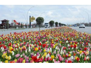 Konya’da “Lale Mevsimi” başladı