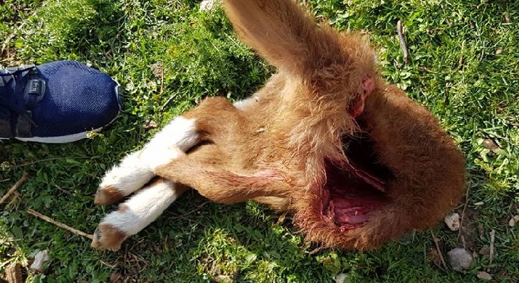 Eskil'de başıboş köpek dehşeti! Kuzuları bu hale getirdiler