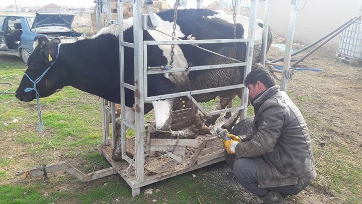 Hayvancılıkla geçimini sağlayan Eskilli çiftçinin iki derdi