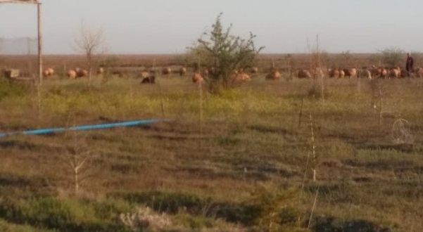 Ayıp! O ağaçlar kaderine terk edildi