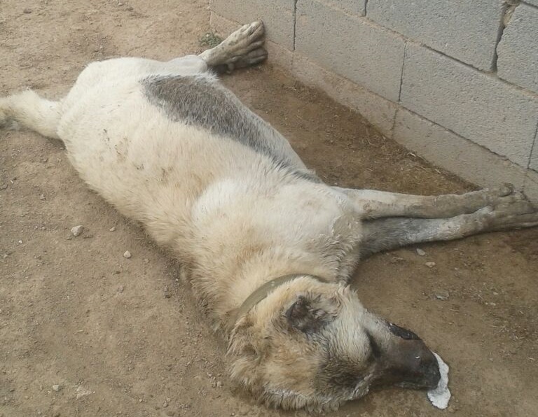 Böyle komşu düşman başına! Hindiden sonra zehirleme sırası çoban köpeğinde