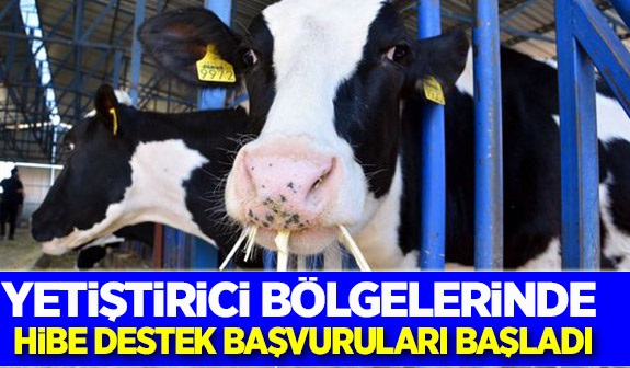 Düve Alım Desteğine müracaatlar başladı