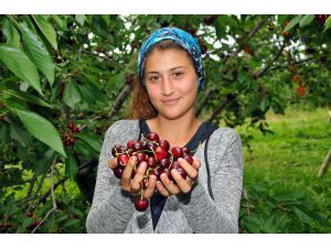 Tescilli Akşehir kirazı yüz güldürmüyor