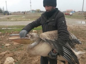 Pelikan o köyün maskotu oldu!