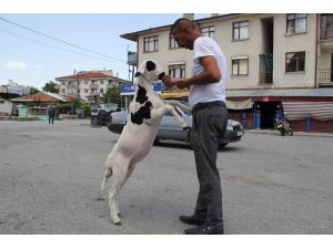 Annesi ölen kuzuyu sahiplendi, hiç yanından ayrılmıyor