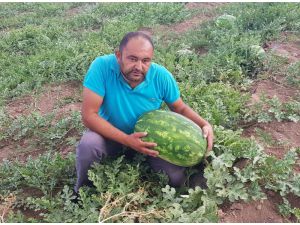 Tarlasında 30 kilogramlık karpuz yetiştirdi