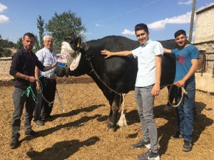 İki Tonluk Boğa, Otomobil Fiyatına Alıcı Bekliyor