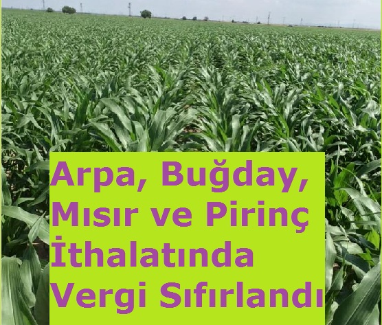 Arpa, Buğday, Mısır ve Pirinç İthalatında Vergi Sıfırlandı