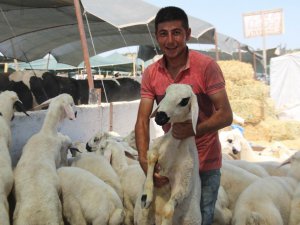 Konya’da kurbanlıklar alıcılarını bekliyor