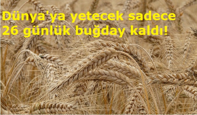 Dünya'ya yetecek sadece 26 günlük buğday kaldı!