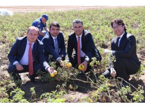 Sarı domates, Derebucaklı çiftçinin yüzünü güldürecek