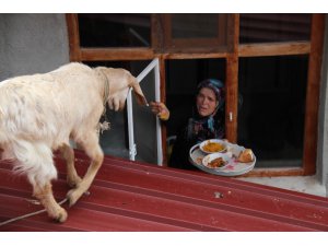 Ev yemeklerini seven oğlak kaşıkla besleniyor