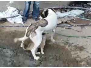 Yavru köpek mahsur kaldığı yerden kurtarılınca annesini emmeye başladı