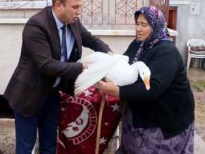 Hindileri çalınan Fadik Teyze’ye hayvan desteği