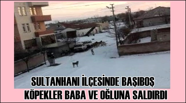 Sultanhanı''nda başıboş sokak köpekleri baba oğula saldırdı