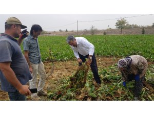 NBŞ’de kota düştü pancar üreticisinin yüzü güldü