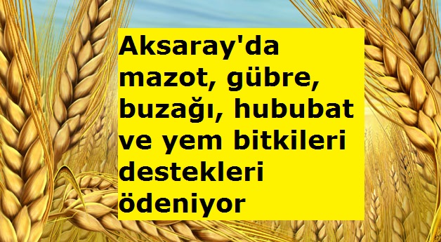 Aksaray'da mazot, gübre, buzağı, hububat ve yem bitkileri destekleri ödeniyor