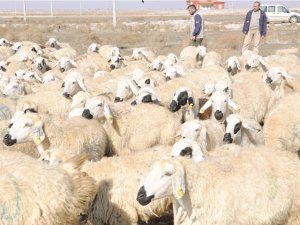 Uzman çobanlar geliyor