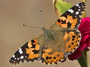 Aksaray'da görülen  “Vanessa” diken kelebeği zararsızdır