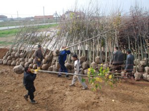 Karatay Belediyesi'nin 2015 fidanları hazır