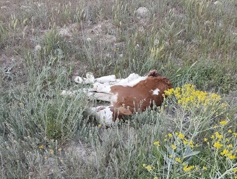 Eskil'de açık alana atılan hayvan leşleri tehlike saçıyor