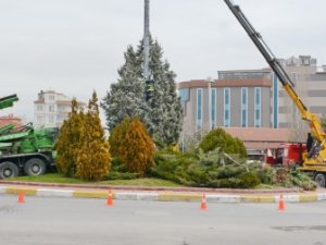 Kavşaktaki O ağaçlar titizlikle nakledildi