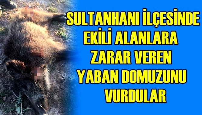 Sultanhanı'nda ekili alanlara zarar veren yaban domuzu öldürüldü