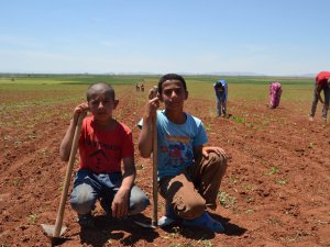 Konya’da tarım işçileri ekmek kavgasını sıcak altında sürdürüyor