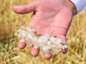 Dolu Aksaray’da ekinlere büyük zarar verdi