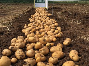 Yerli ve milli patates Nahita’da hasat başladı