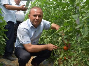 Seralarda ürünler hasat ediliyor