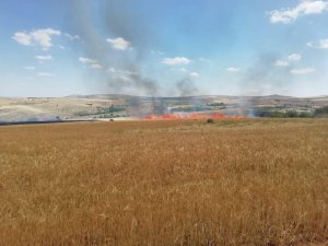 Aksaray’da 300 dönüm tarım hububat arazisi yandı