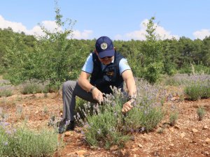 Bakan Pakdemirli’den lavanta hasadı