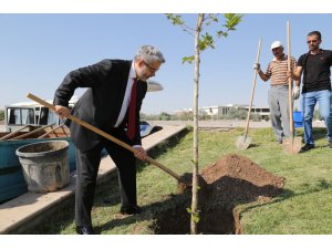 Hocaların hocası onuruna çınar fidanı dikildi