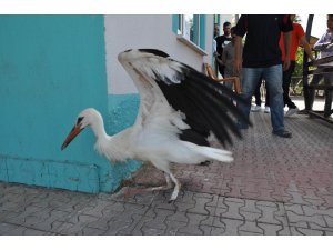 Ayağı kopan ve ayağından yaralı iki leylek tedavi altına alındı