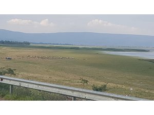 Göl suyu çekildi, yerini koyun sürüleri aldı